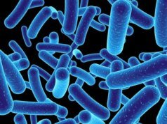 Badacze z DTU odkryli, że bakterie jelitowe mogą zmniejszać ryzyko alergii i astmy
| przegladursynowski.pl Badacze z DTU odkryli, że bakterie jelitowe mogą zmniejszać ryzyko alergii i astmy
| przegladursynowski.pl