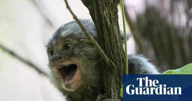 Czy kraby są zwierzętami i czy powinniśmy eksperymentować na małpach? Poważny przegląd australijskiego kodu badawczego w celu rozważenia trudnych pytań
| przegladursynowski.pl