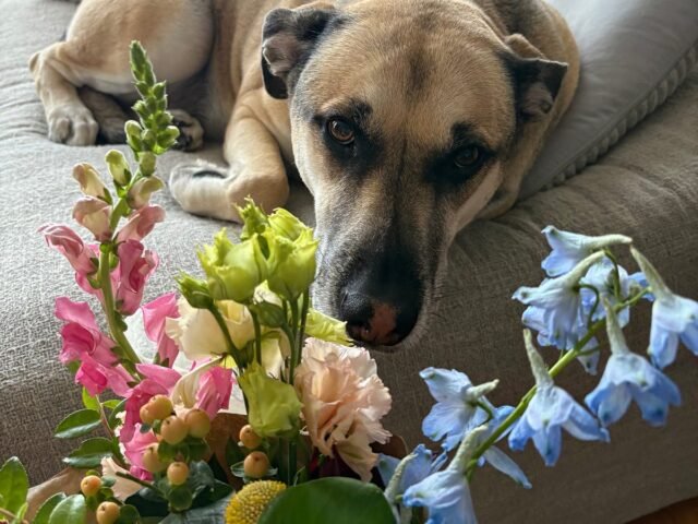 Kwiaty na zakończenie roku (szkolnego).
| przegladursynowski.pl