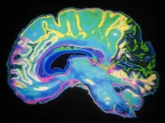 Nowy skaner BIND identyfikuje ryzyko chorób współistniejących związanych z mózgiem w dystrofii mięśniowej Duchenne’a
| przegladursynowski.pl Nowe spojrzenie na to, jak rytmiczne fale mózgowe tworzą spójne poczucie cielesnego „ja”.
| przegladursynowski.pl