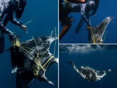 Nurkowie zaplątani w linę wędkarską w pobliżu rekinów „gotowi do ataku”: „W trybie dziwactwa”
| przegladursynowski.pl Nurkowie zaplątani w linę wędkarską w pobliżu rekinów „gotowi do ataku”: „W trybie dziwactwa”
| przegladursynowski.pl