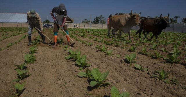 Odporność Kubańczyków jest siłą, ale także pułapką
| przegladursynowski.pl