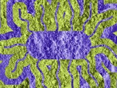 Suplementy diety wycofane po wybuchu epidemii salmonelli, na którą chorują dziesiątki osób w 21 stanach
| przegladursynowski.pl Suplementy diety wycofane po wybuchu epidemii salmonelli, na którą chorują dziesiątki osób w 21 stanach
| przegladursynowski.pl