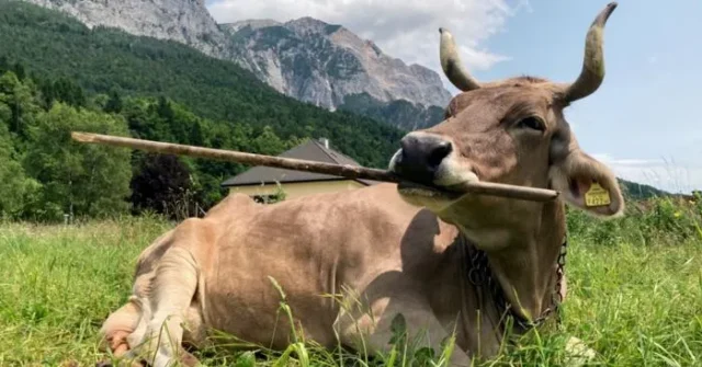 „Veronika” to pierwsza krowa, o której wiadomo, że używa narzędzia
| przegladursynowski.pl