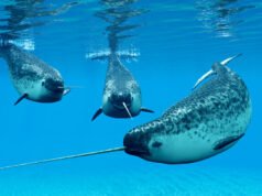 Narwale cichną, gdy Ocean Arktyczny staje się głośniejszy
| przegladursynowski.pl Narwale cichną, gdy Ocean Arktyczny staje się głośniejszy
| przegladursynowski.pl